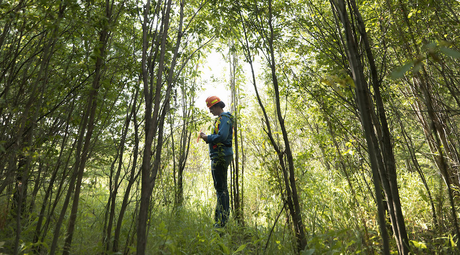 Plants inspire scientists to recover minerals, metals from wastewater