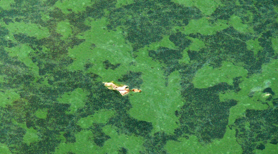Cyanobacteria efficiently extract rare earths from mine wastewater