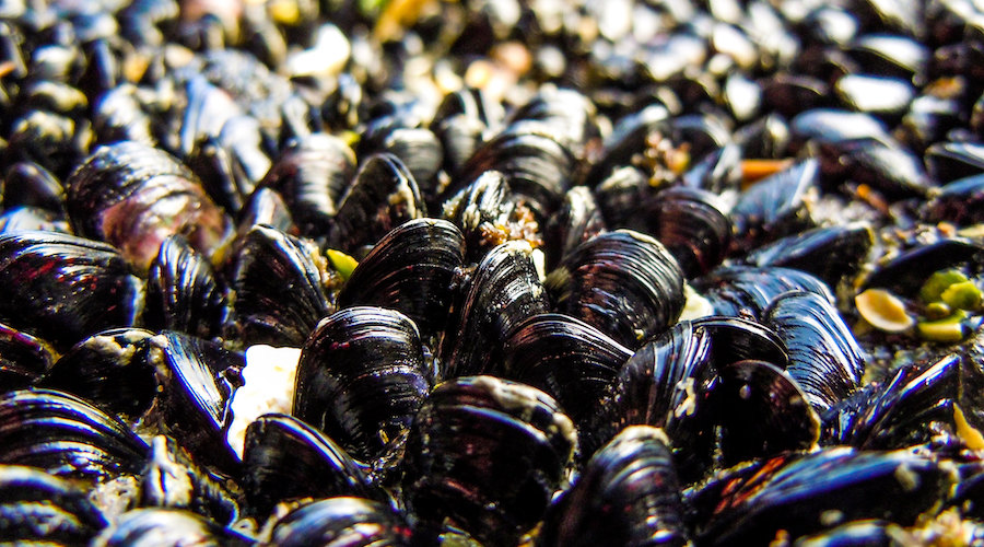 Mussel-inspired technology efficiently recovers neodymium from wastewater
