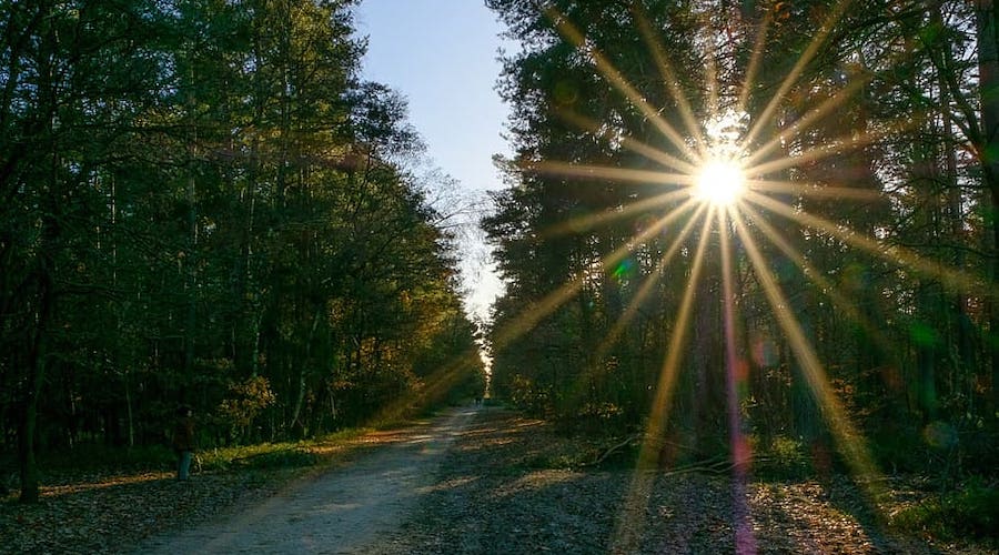 How solar-powered microbes turn CO2 into bioplastics