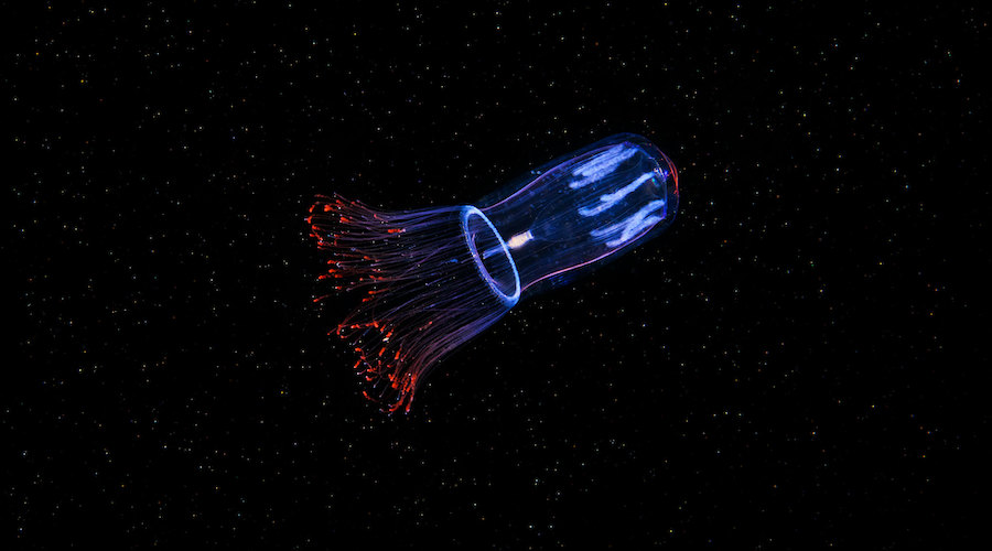 Deep-sea mining could severely affect jellyfish populations