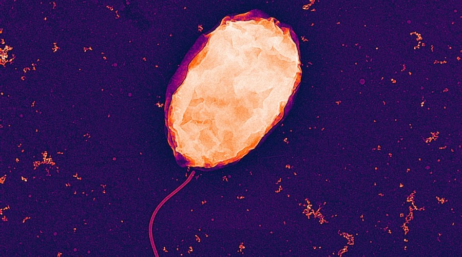 Genetically modified bugs may help the US recover REEs from e-waste